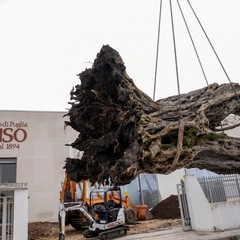 Il “Patriarca” pone nuove radici in Puglia: ora Gravina è la sua casa