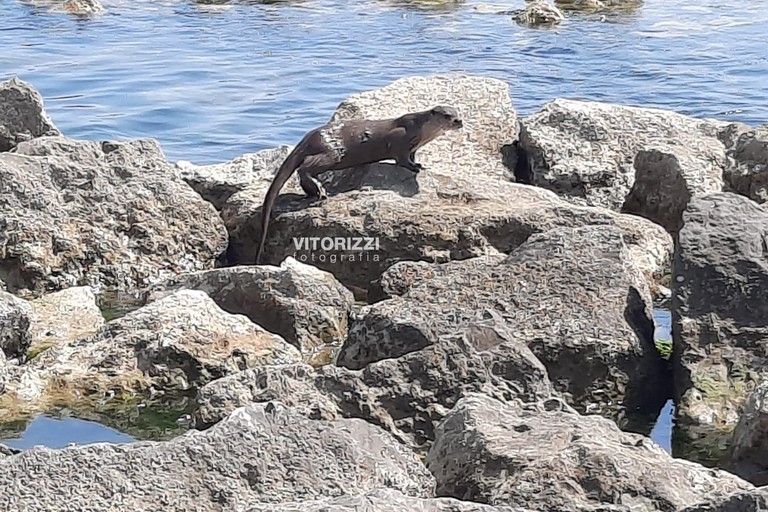 Una lontra lungo la costa di Barletta: «Avvistamento eccezionale»