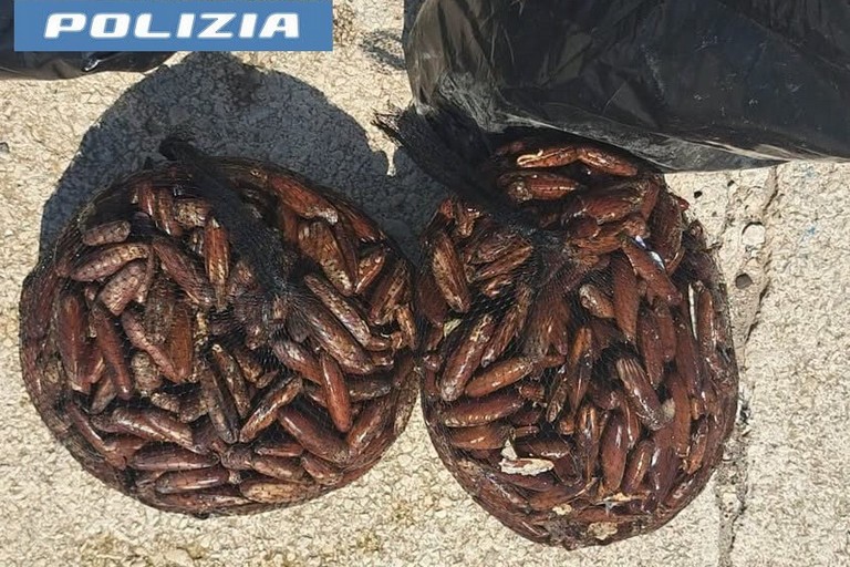 Taranto, sequestrati 15 chili di datteri di mare