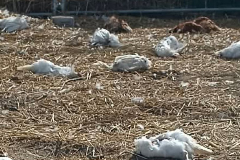 Galline decapitate