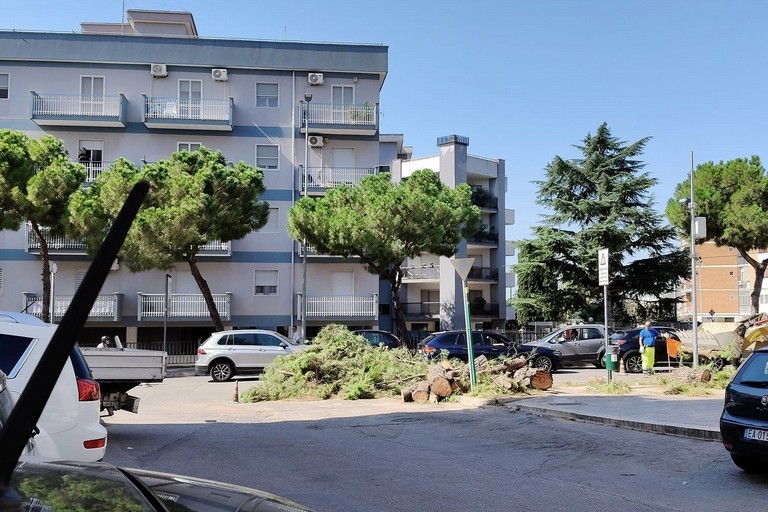 Alberi via Di Vittorio