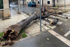 Tragedia sfiorata a Giovinazzo: albero si schianta in strada