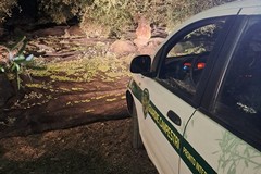 Quattro quintali di olive recuperati dalle Guardie campestri tra Barletta e Andria