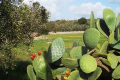 Settimana della Biodiversità Pugliese: Bitonto rinnova l’adesione all’iniziativa