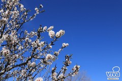 Lo spettacolo della fioritura dei mandorli nell'agro di Terlizzi