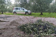 Fototrappole anti-furto: Guardie campestri di Andria pronte per affrontare la campagna olivicola