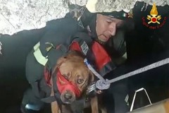 I vigili del fuoco salvano a Bisceglie un cane randagio caduto accidentalmente in un pozzo