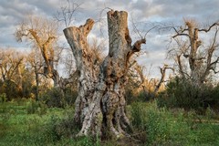 Azioni obbligatorie per il contrasto alla Xylella: tutte le disposizioni della Regione Puglia