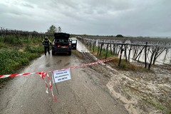 Maltempo, la provincia di Foggia in ginocchio: alberi abbattuti in città e campagne allagate