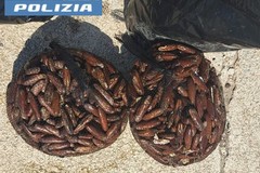 Taranto, sequestrati 15 chili di datteri di mare: due denunciati