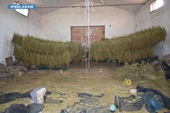Foggia, la Polizia di Stato effettua un maxi-sequestro di sostanza stupefacente per un totale di 860 kg