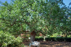 Giornata degli Alberi, appuntamento domenica 24 novembre al Giardino Botanico di Bisceglie