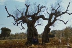Xylella nella Bat, espiantati quattro ulivi infetti