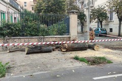 Tiglio caduto in strada a Giovinazzo, il Sindaco: «Controlleremo tutti gli alberi»