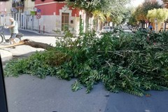 Forte vento in Puglia, pericolo scampato a Barletta. Albero cade in strada