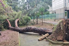 Tragedia sfiorata a Barletta: crolla un pino