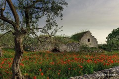 Fondi per la riqualificazione del paesaggio rurale in Puglia. Via al bando