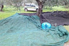 Predoni in azione negli oliveti: in 3/5 minuti portano via fino a 30 kg di olive ad albero