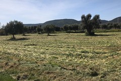 Confagricoltura Bari-Bat: “Essenziale un tavolo in Prefettura per parlare di prevenzione dei furti in campagna”