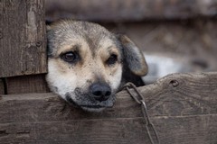 Pensioni abusive per cani segnalate a Cerignola: scattate due denunce da parte di "Stop animal crimes"