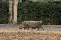 Cinghiali nei campi dell'Alta Murgia, Coldiretti: «Servono interventi concreti e coordinati»