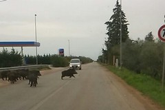 Sempre più cinghiali sulla provinciale tra Bitonto e Giovinazzo