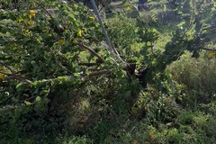 Vento forte sferza a Cerignola: danni nelle campagne limitrofe