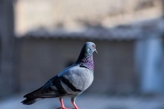 Nuova ordinanza a Trinitapoli per contrastare l'eccessiva presenza di volatili