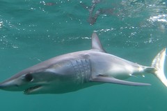 Porto Cesareo, battuta di pesca con sorpresa: all’amo finisce uno squalo mako