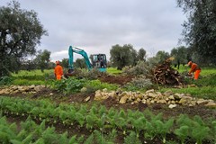 Xylella a Bitonto, espiantato ulivo infetto. Paolicelli: «Intervenuti tempestivamente»