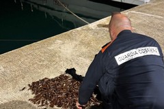 Operazione della Guardia Costiera a tutela della filiera della pesca nella Bat