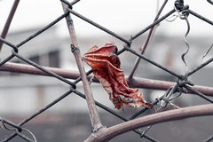 Giornata della Memoria: riflessioni e iniziative in Puglia