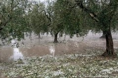 Grandinata di aprile, Cerignola tra i comuni colpiti: la Regione chiede gli aiuti al Ministero