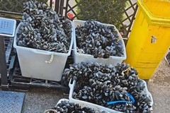 A Bitonto sequestrati 320 chili di cozze