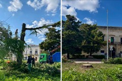 Abbattimento albero a Ruvo. Il Sindaco: «Continuiamo a monitorare gli alberi di alto fusto in tutta la città»