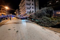 Salvo per miracolo: cade un enorme pino in strada a Trani, un giovane riesce a schivarlo