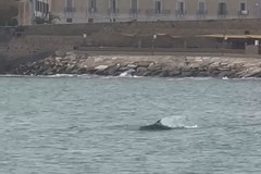 È sempre una magia: due splendidi delfini nuotano davanti alla costa di Trani