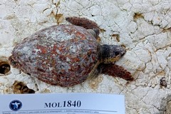 Tartaruga senza vita spiaggiata sulla costa di Ponente a Giovinazzo