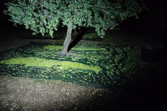 Maxi-furto di olive sventato a Terlizzi: recuperati 3 quintali