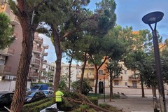 Grosso ramo di un pino cade tra le panchine a Trani: tanto spavento ma nessun ferito