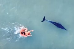 A Trani un delfino si avvicina anche alla seconda spiaggia ma il WWF invoca prudenza