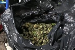 Scoperto a Cerignola un bunker per la produzione di marijuana: 5 arresti
