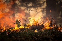 Emergenza incendi boschivi, dichiarato stato di crisi in Puglia