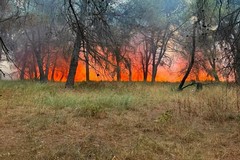 Incendio nel bosco di Bitonto, il monito: «Prevenzione deve diventare una priorità»