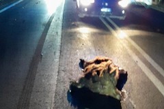 Incidente sulla Bitonto-Giovinazzo: cinghiali investiti, auto danneggiate