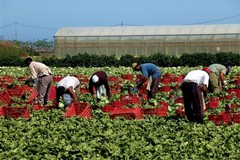 Guerra in Iran, Coldiretti Puglia: aumento dei prezzi, aziende agricole sotto pressione