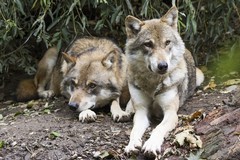 Lupi a Noicattaro, individuati almeno sei esemplari: la Task Force intensifica il monitoraggio