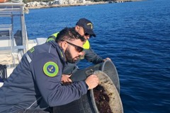 Sequestrati 1.200 ricci di mare pescati illegalmente a Mattinata