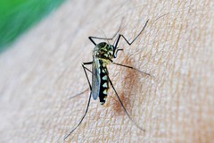 West Nile, primo caso nella Bat. Una donna di 53 anni in ospedale