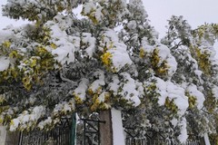 Neve su mandorli e mimose, rischio freddo sulle campagne di Puglia